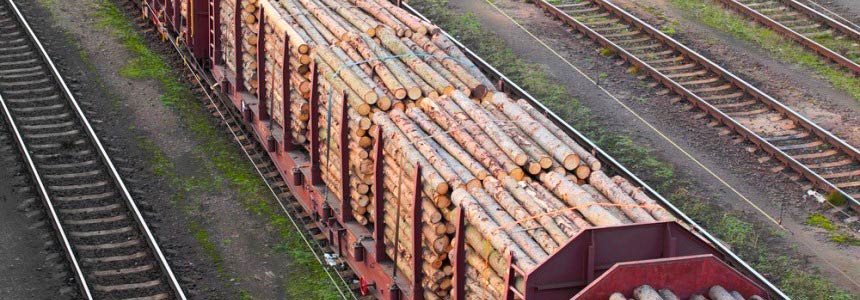 Legno Illegale Unione Europea dichiara guerra al traffico di legname
