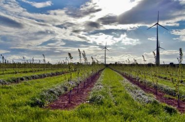 Ambiente: indagine di Intesa San Paolo sul futuro in Agroenergie e Innovazione